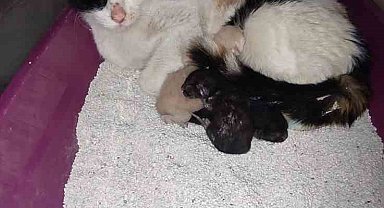 Kedi, İnegöl Devlet Hastanesi'nde doğum yaptı