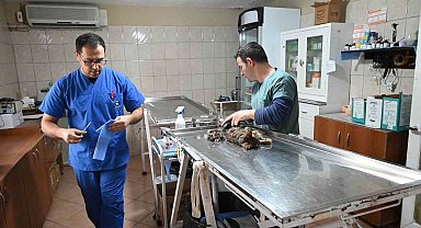 Kemer Belediyesinden "can dostlarına" yardım eli