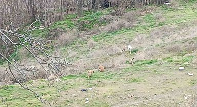 Kendilerine saldıran sokak köpeklerini kayda alan çocukların korku dolu anları kamerada
