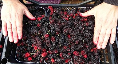 Kilosu 80 TL: Üreticisinin yüzünü güldüren meyve "karadut"