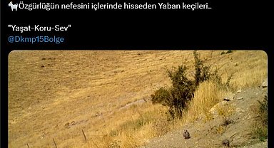 Kınalı keklikler ve yaban keçileri fotokapana takıldı