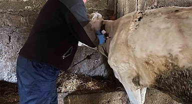 Kırklareli'nde bruselloz hastalığına karşı aşılama