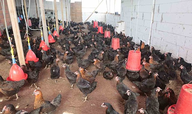 Kırsal kalkınmaya tavuk desteği