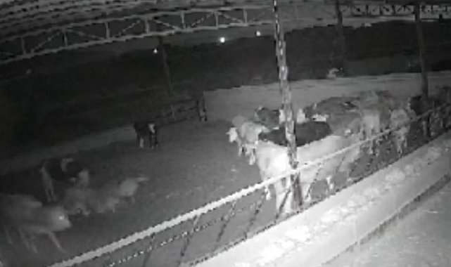 Kırşehirli çiftçi, 'Kamera kaydı olmasa mandıraya kurt girdiğine inanmazlar'