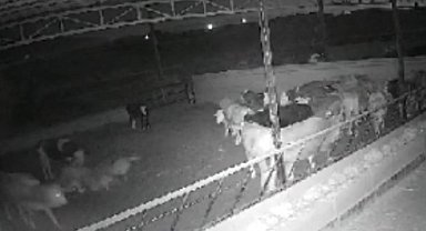 Kırşehirli çiftçi, 'Kamera kaydı olmasa mandıraya kurt girdiğine inanmazlar'