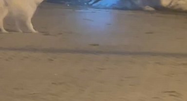 Kış uykusundan uyandı, çöpleri böyle devirdi