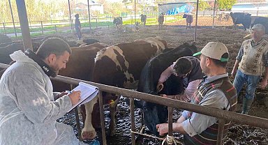 Koçarlı'da hayvan çiftlikleri kontrol altında