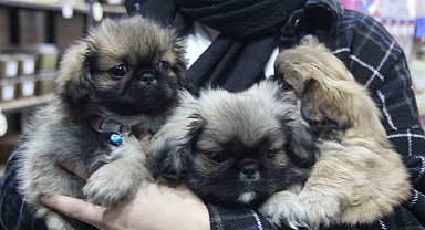 Köpekle önce ilgilendi sonra peşine takıp çaldı