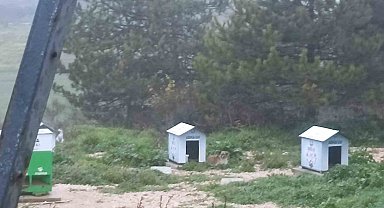 Köpekler ölüyor, insanlar korkuyor