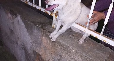 Korkuluk demirine sıkışan köpek kurtarıldı