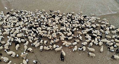 Koyun ve kuzuların renkli buluşması