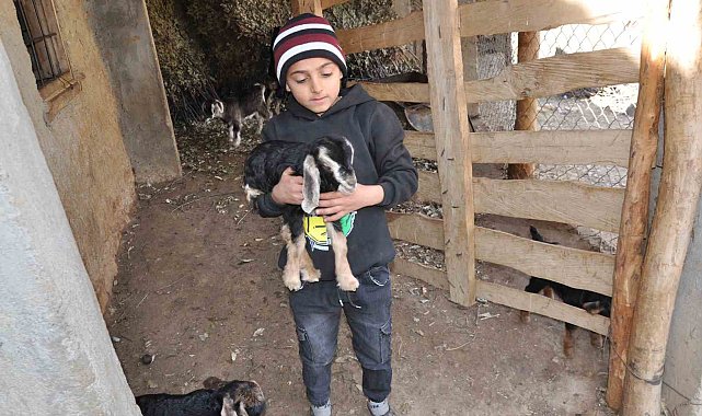 Köyünde başka çocuk olmayan İsmail'in tek arkadaşı 'Pamuk' adını verdiği oğlak oldu