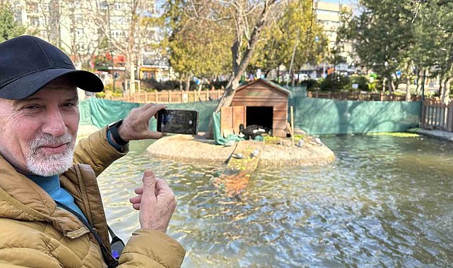 Kuğulu Park'ın yeni dünyaya gelen yavru siyah kuğularına yoğun ilgi