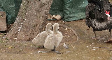 Kuğulu Park'ın yeni yavruları kar altında görüntülendi