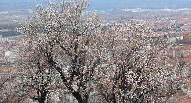 Kütahya'da badem ağaçlarının çiçek açması güzel görüntüler oluşturdu