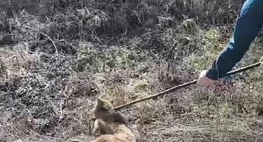 Kuyuya düşen çakal kurtarıldı