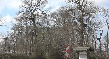 Leylek Ormanı şenlendi: 7 bin kilometre uçup geldiler