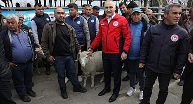 Manisa'da damızlık koç dağıtımı tamamlandı