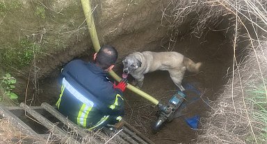 Manisa'da havuza düşen köpeğin yardımına itfaiye koştu