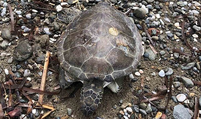 Marmaris sahilinde ölü yavru caretta bulundu