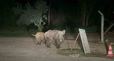 Marmaris'te domuzlar şehre indi