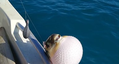 Mersinli balıkçılar 'balon balığı avcılığına yönelik teşvik'ten memnun