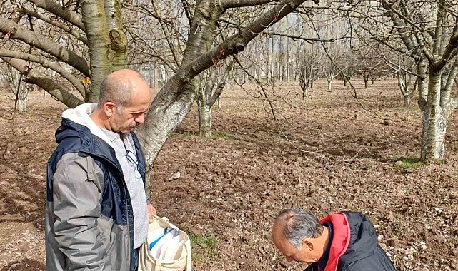 Mihalıççık'ın ünlü kiraz ağaçları koruma altında