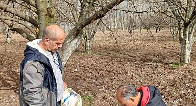Mihalıççık'ın ünlü kiraz ağaçları koruma altında