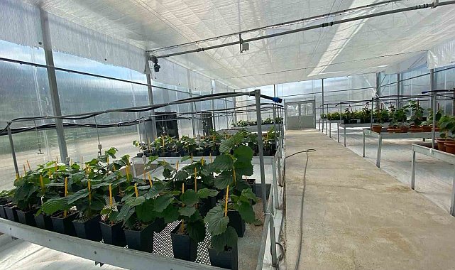 Mikro çoğaltımla yılda 50 bin adet sertifikalı fındık fidanı üretilebilecek
