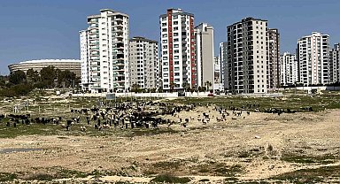 Milyonluk evlerin önü otlağa döndü