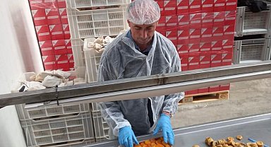 Nazilli'de 19 bin 472 ton tarımsal ürünün ihracat kontrolü yapıldı