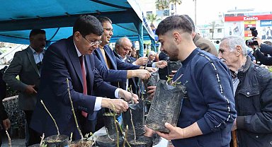 Nazilli'de 20 bin incir fidanı dağıtıldı