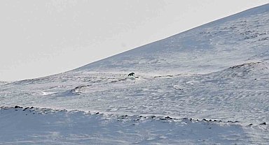Nemrut'un ayıları bu yıl erken uyandı