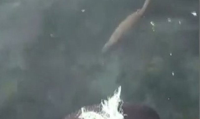 Nesli tükenmekte olan su samuru, Sinop'ta yüzerken görüntülendi