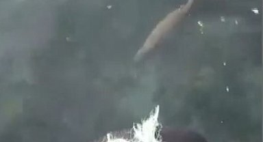 Nesli tükenmekte olan su samuru, Sinop'ta yüzerken görüntülendi