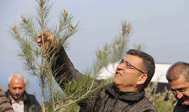 Orman yangınlarında yok olan alanlar yeniden ağaçlandırılıyor