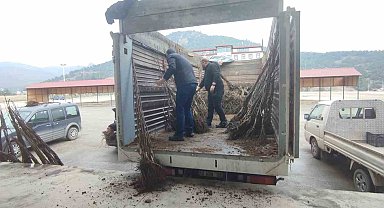 Osmaneli de çiftçilere ceviz fidanı dağıtımı yapıldı