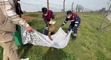 Pendik'te yaralı tilkinin imdadına belediye ekipleri yetişti