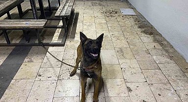 Şanlıurfa'da kurt köpeğini çalan hırsızlar yakalandı