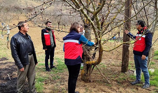 Şaphane'de meyve ağaçlarında liken oluşumları gözlemlendi