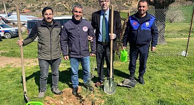 Sarıgöl'de 400 fıstık çamı toprakla buluştu