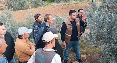 Sarıgöl'de zeytin budama eğitimi