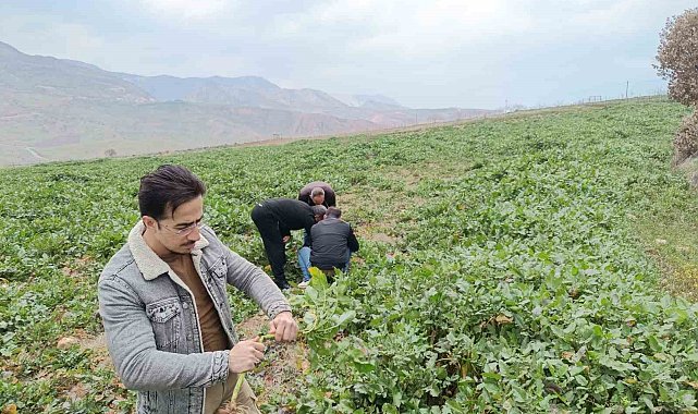 Siirt'te bağ ve bahçelerde yabancı otlarda artış yaşanıyor