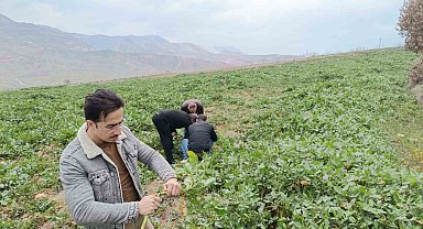 Siirt'te bağ ve bahçelerde yabancı otlarda artış yaşanıyor