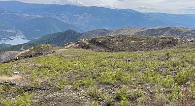 Sinop'ta 4 yıl önce yanan bölge yeniden yeşeriyor