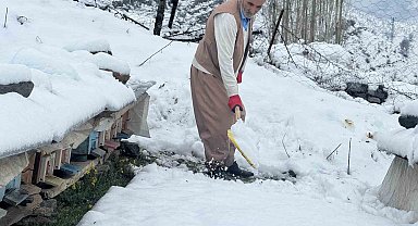 Şırnak'ta yalancı bahar, bal arılarını vurdu