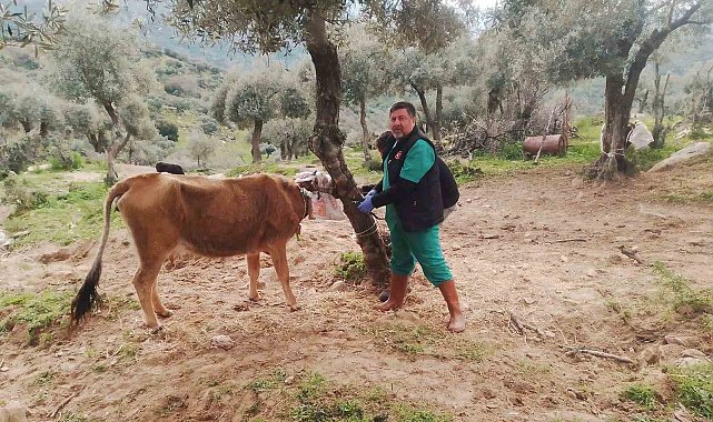 Söke'de büyükbaş hayvanların aşılanması devam ediyor