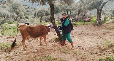 Söke'de büyükbaş hayvanların aşılanması devam ediyor