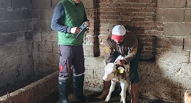 Söke'de büyükbaş hayvanların aşılanması devam ediyor