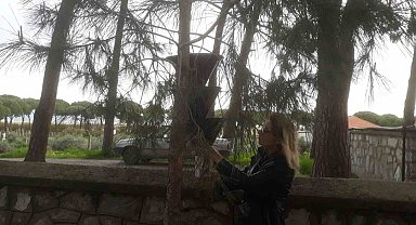 Söke'de kırmızı palmiye böceği tuzakları sayıldı